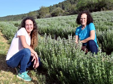 PHOTO PHILIPPE LEBLANC / A RIBAUTE MARTHE MARIE ROUX PHARMACIENNE ET VIGNERONNE PREND LA RELEVE DE SA MERE MARIE PAULE POUR S'OCCUPER DES VIGNES FAMILIALES ET CULTIVER DES PLANTES MEDICINALES COMME LE ROMARIN