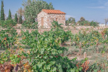 cabane au milieu des vignes